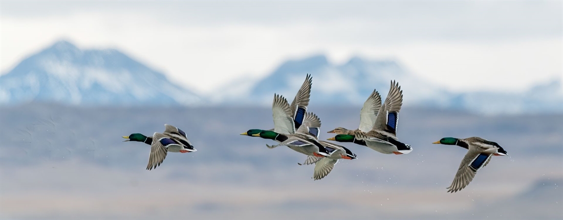 The delight of greenheads