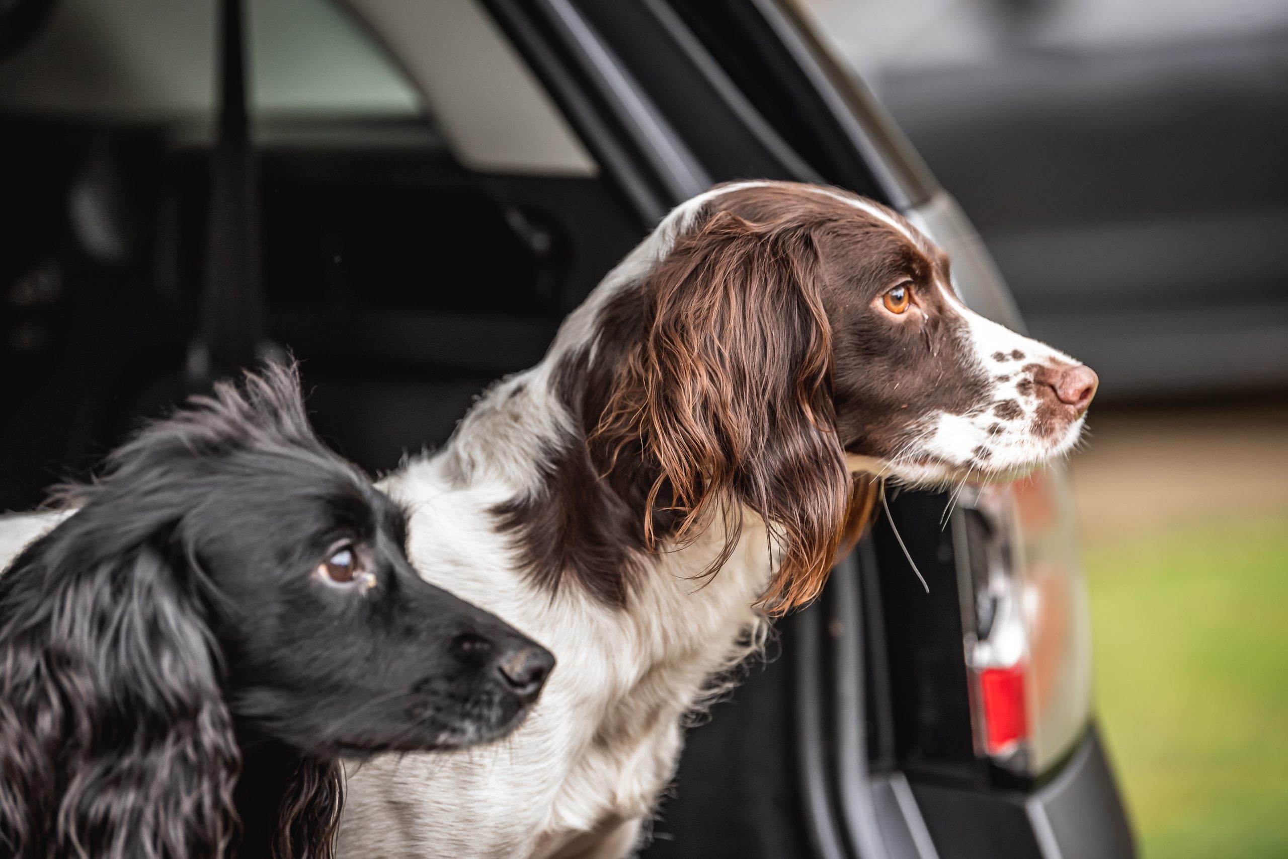 Two spaniels looking out of the back of a pickup