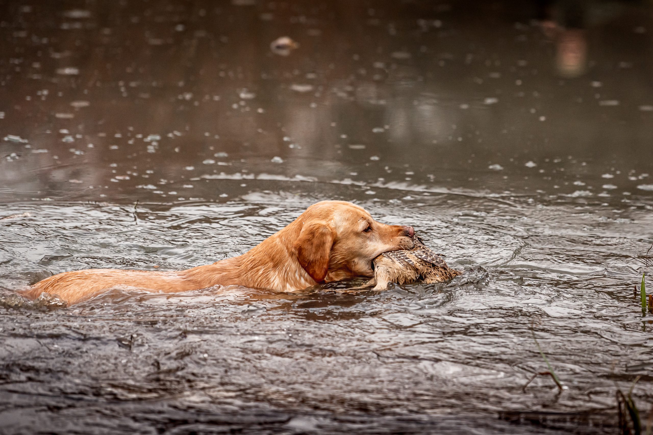 A dog swimming whilst retrieving a pheasant