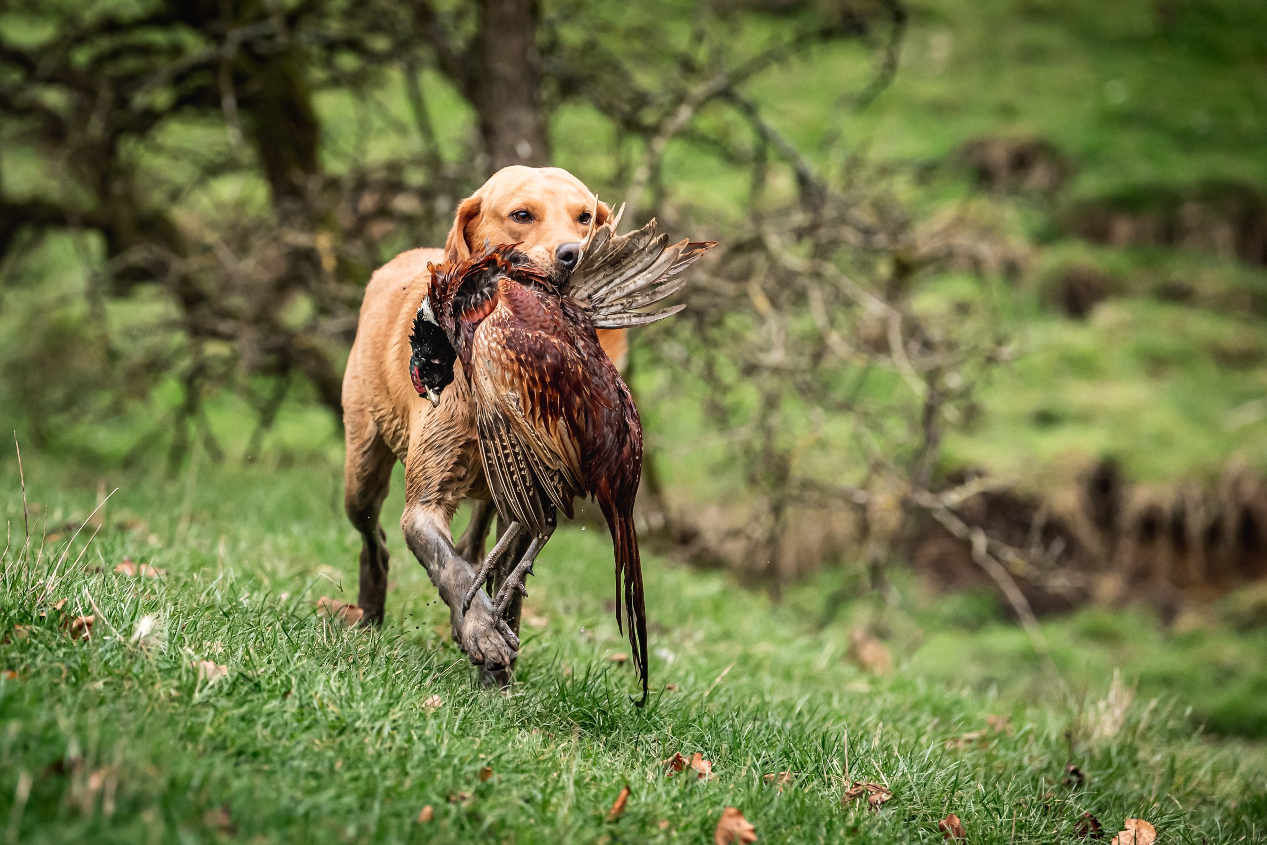 Golden labrador retrieving a pheasant