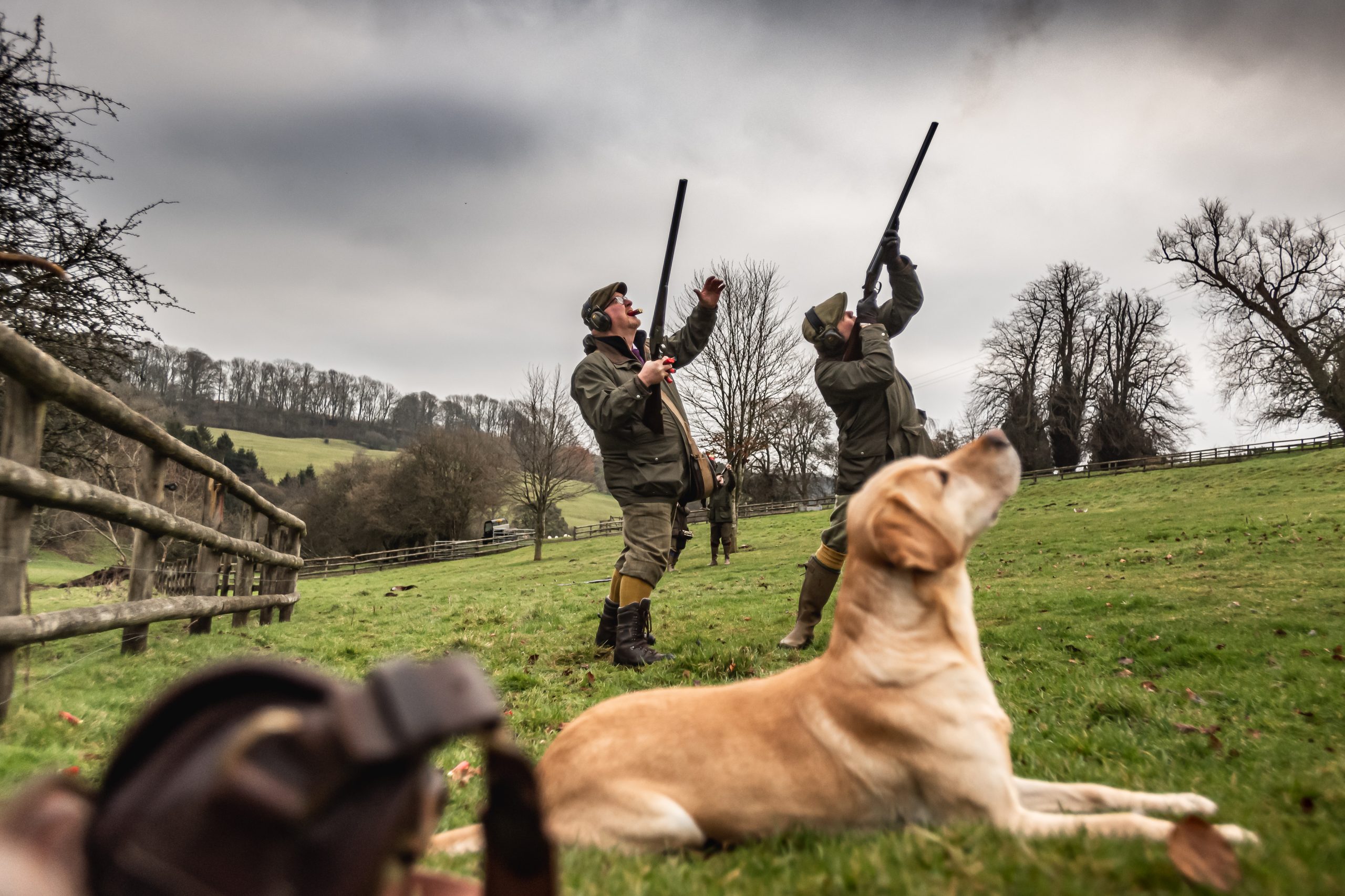 A golden labrador sat watching people shoot driven birds