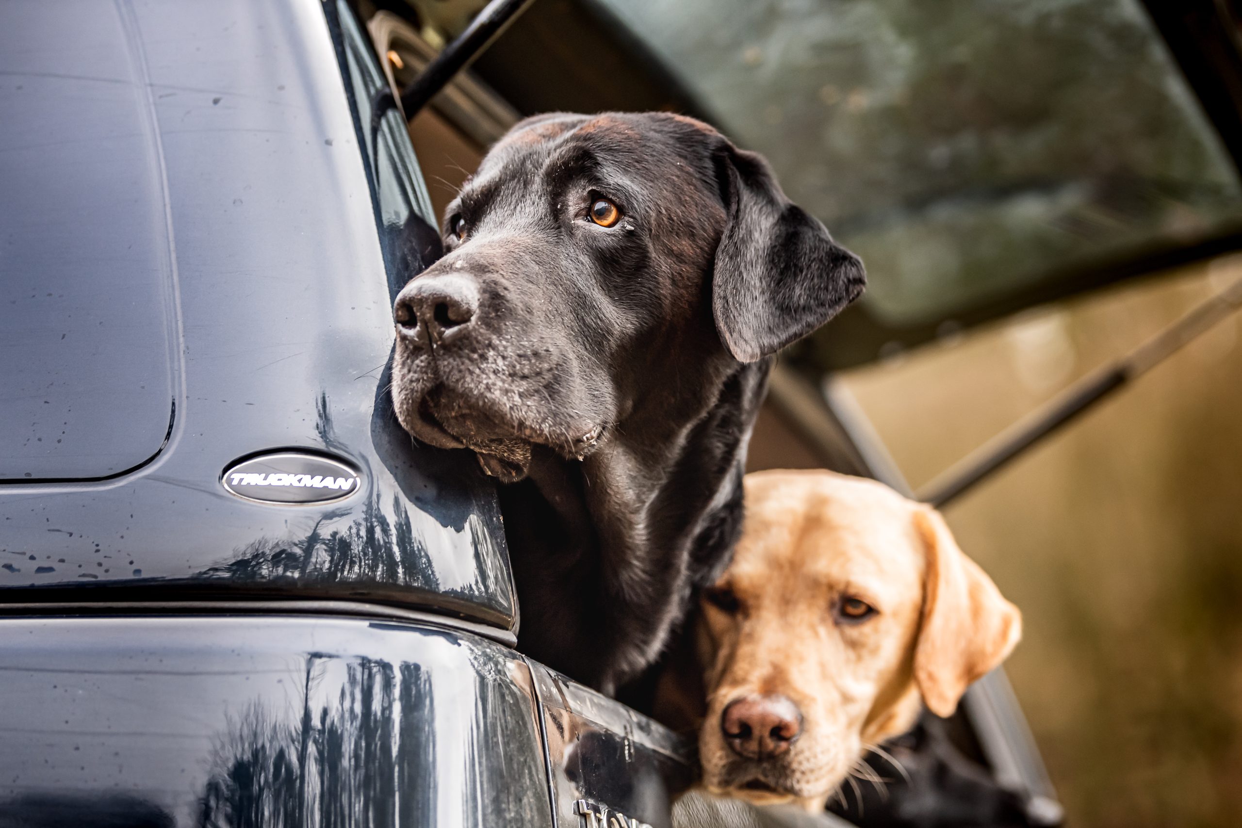 Two labradors sat in the back of a pick up