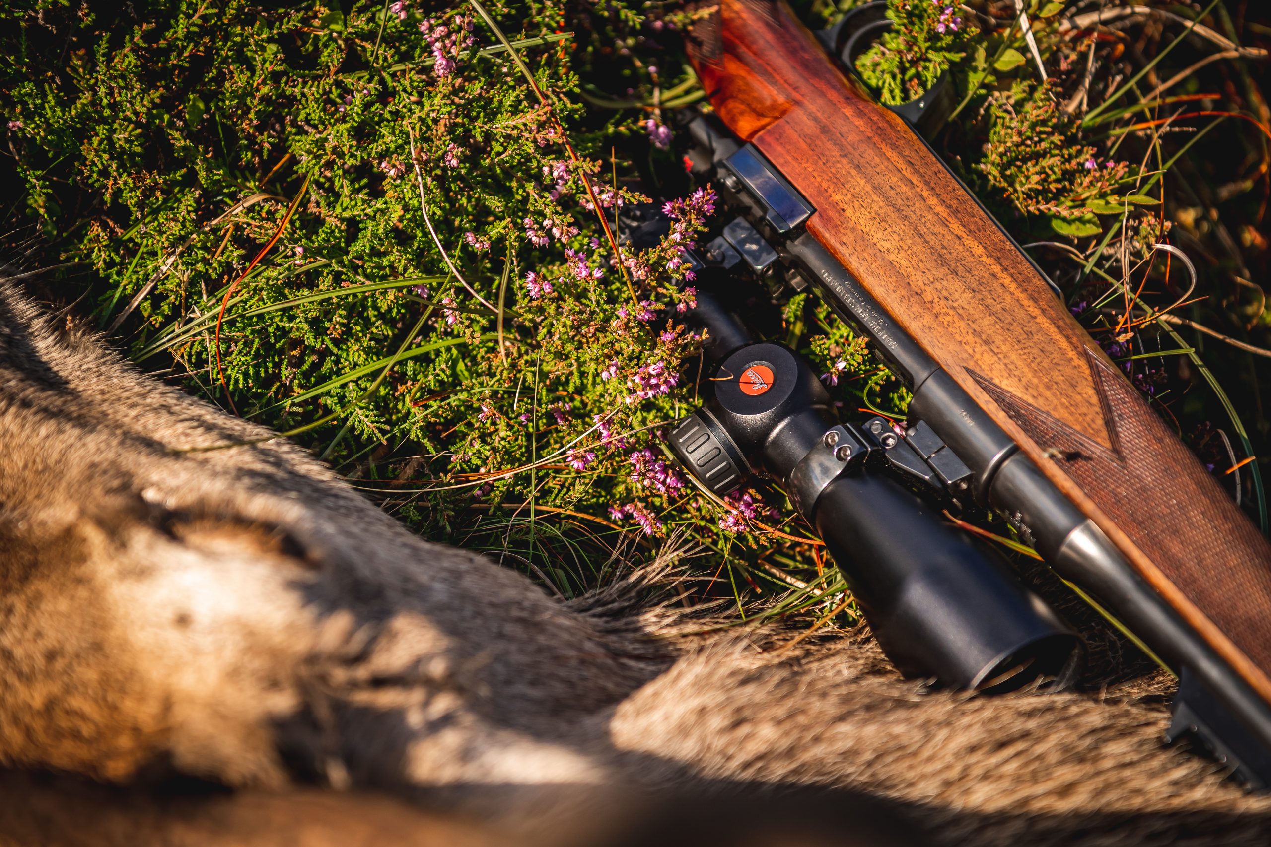 A rifle lay out next to a fallen red stag