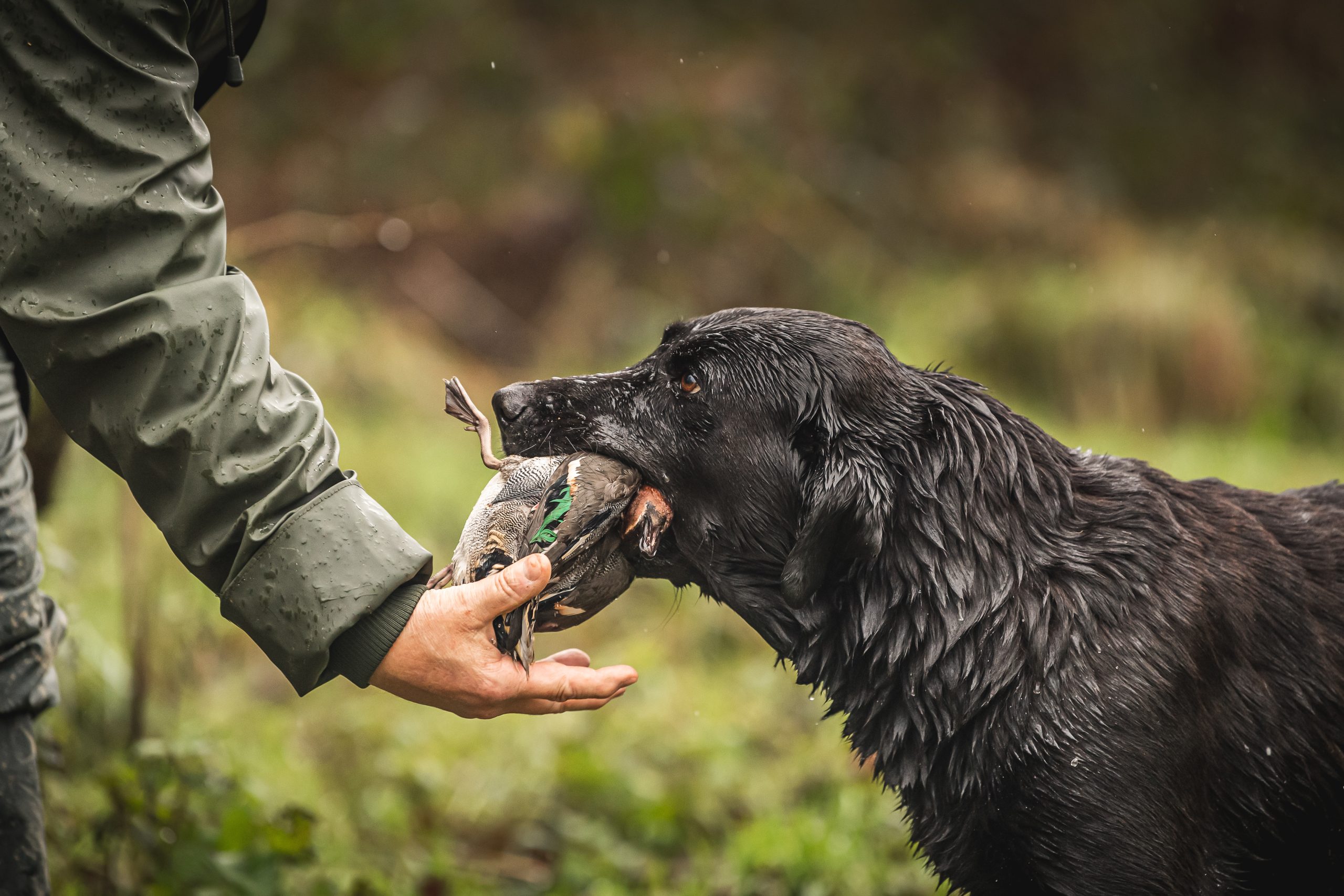 Black labrador dropping a bird into the hand of its owner