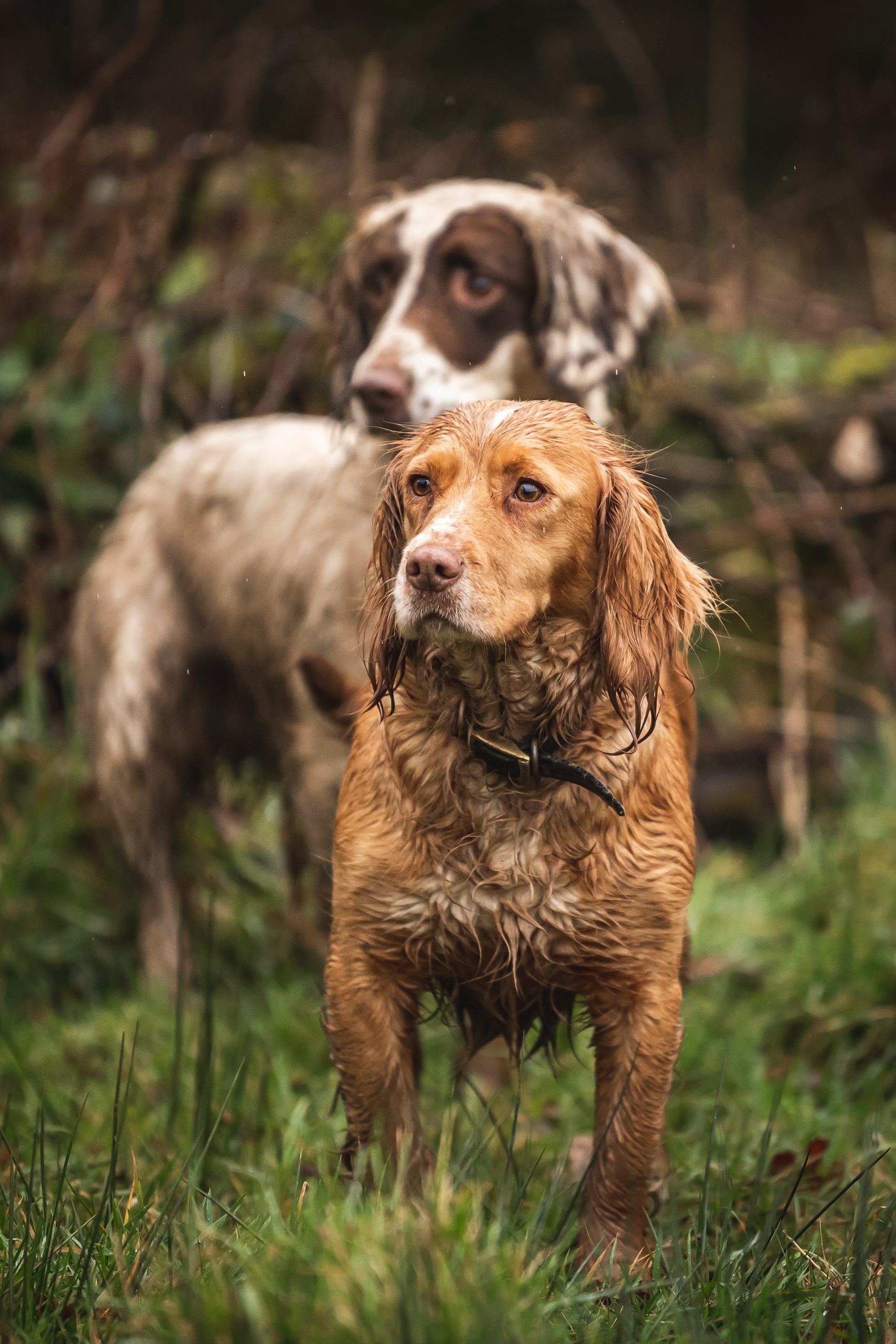 Two spaniels waiting patiently for instruction