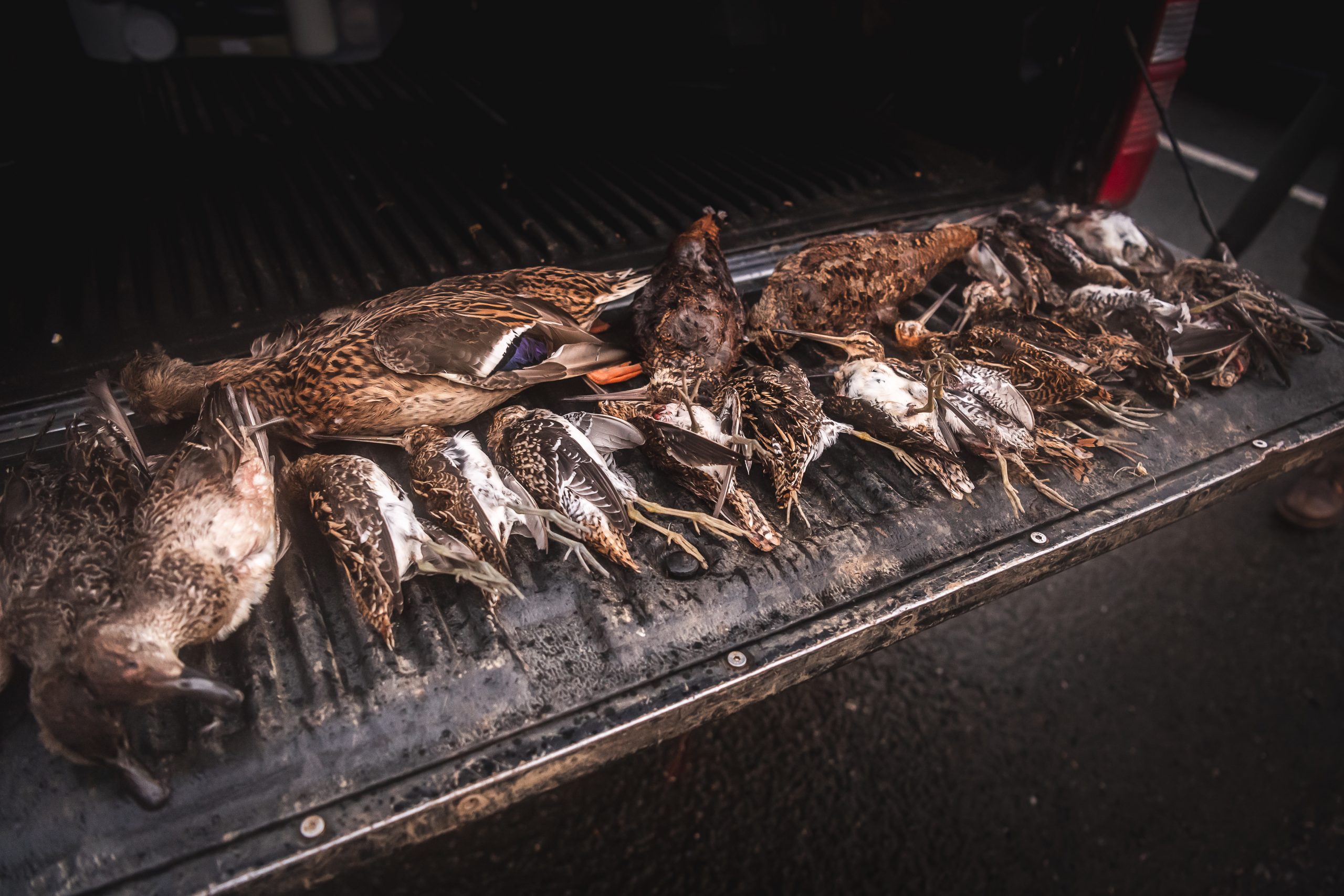 A number of shot snipe lay out on the tailgate of a pick up truck