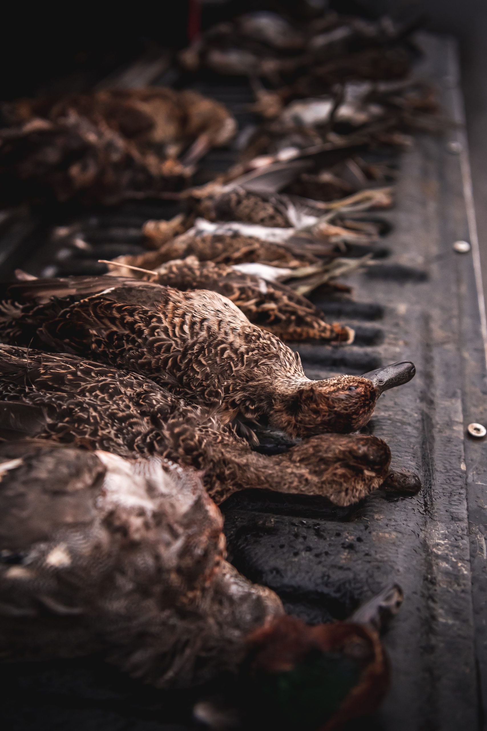 Duck laid out on the tail gate of a pick up