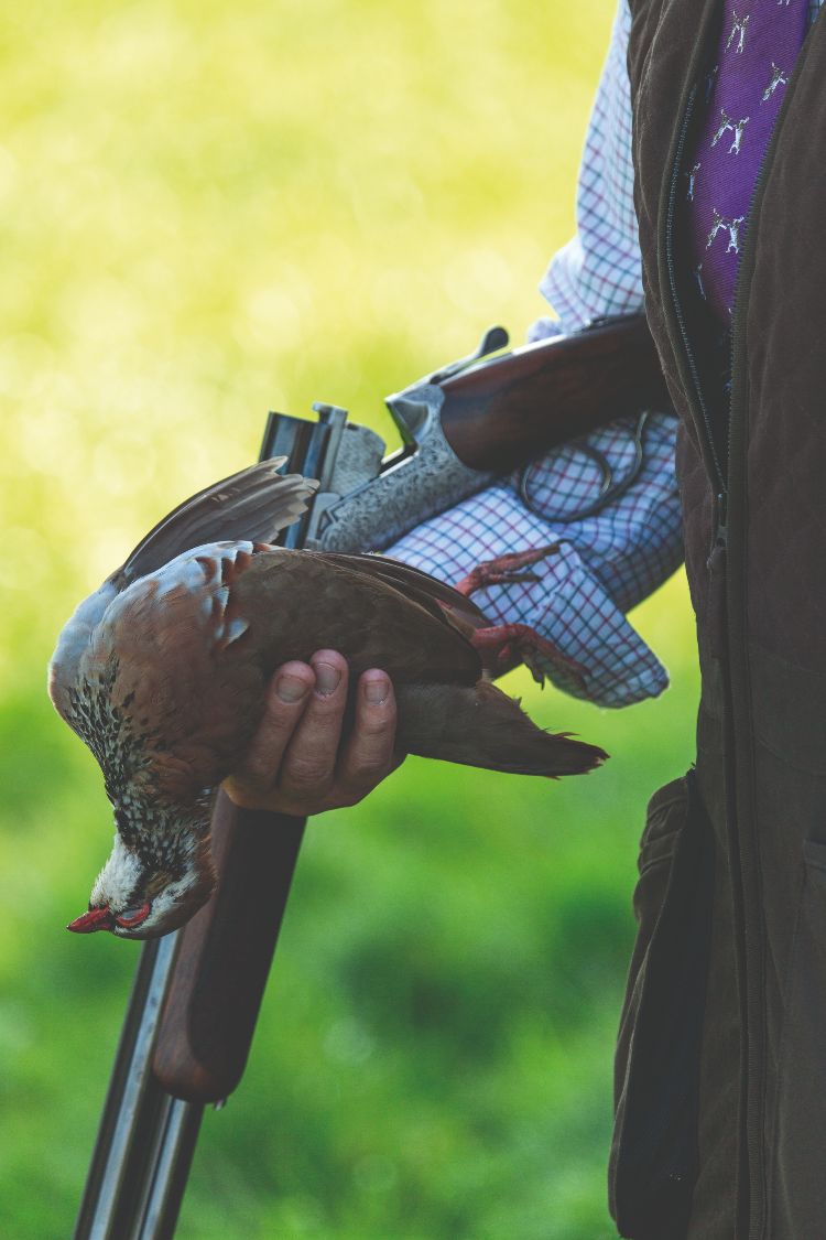 A broken shotgun over arm of shooter, with a shot partridge in the other hand