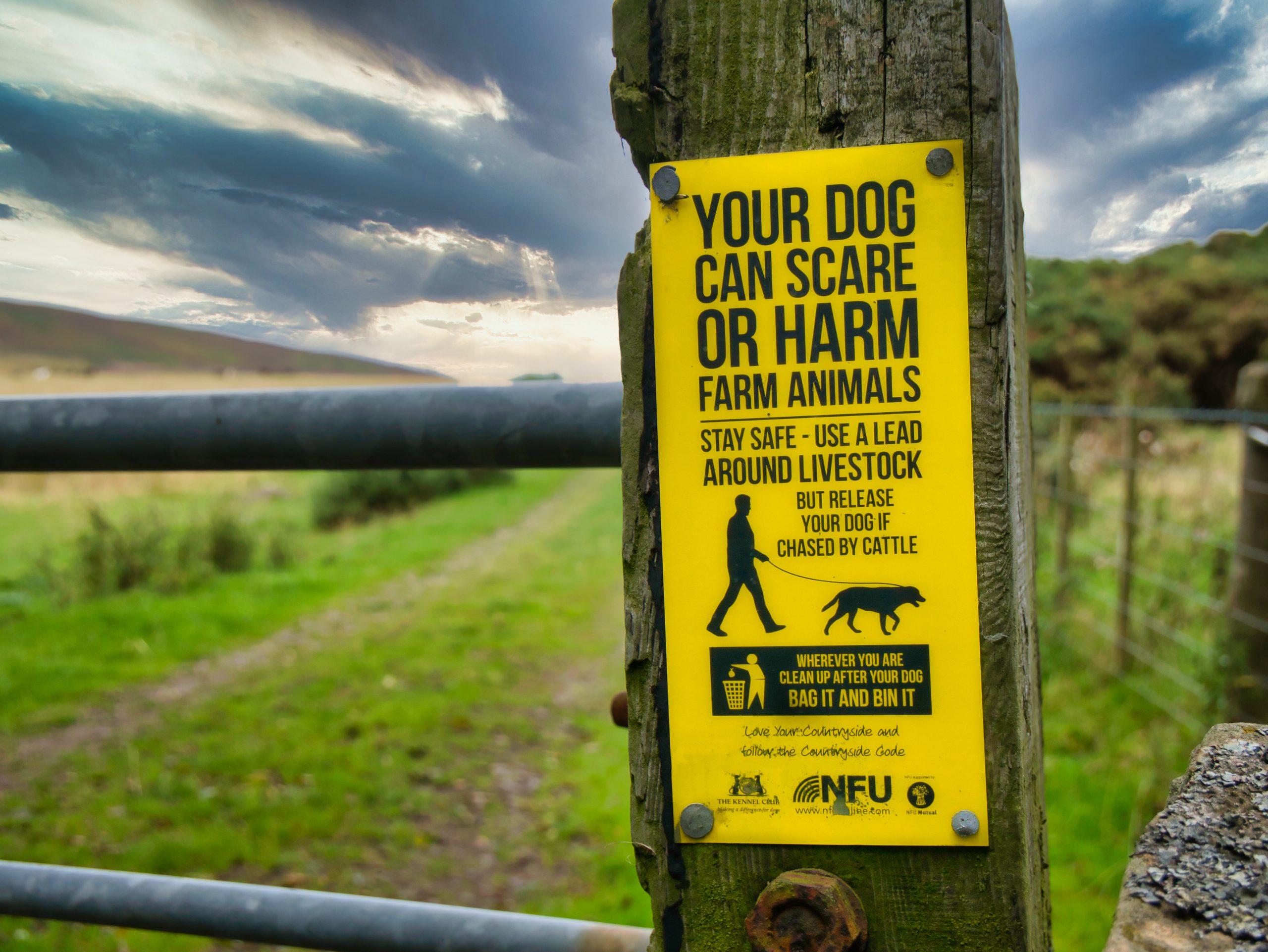Trainers hit back at calls for shock collar ban