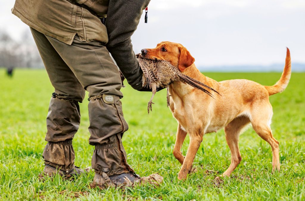 How to Transition Your Gundog From Training Dummies to the Shooting Field