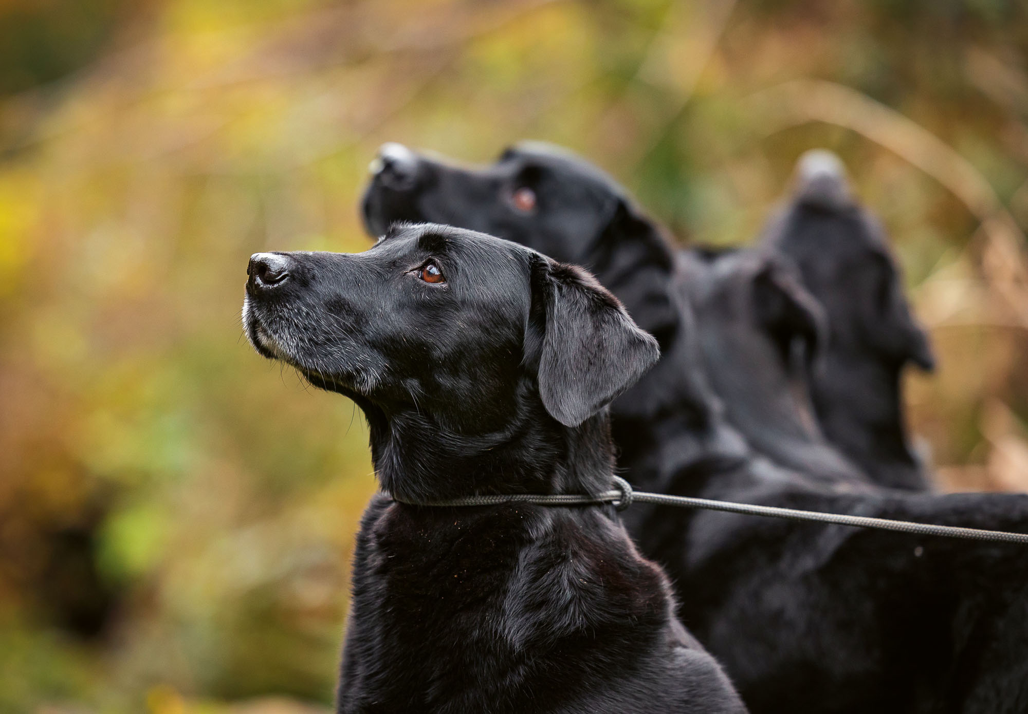 When to Retire an Older Gundog: Signs, Ages and How to Make Their Final Seasons Count