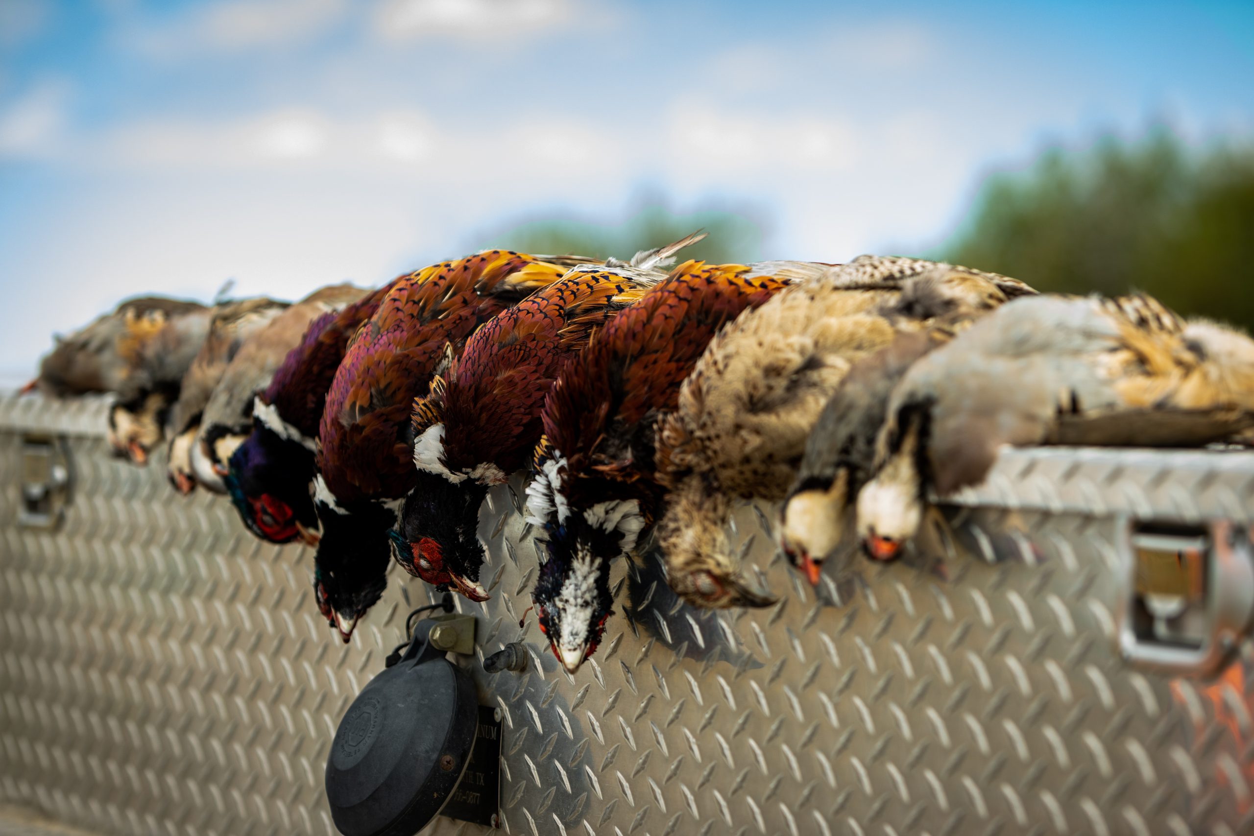 From field to foodbank: shoots tackle food poverty