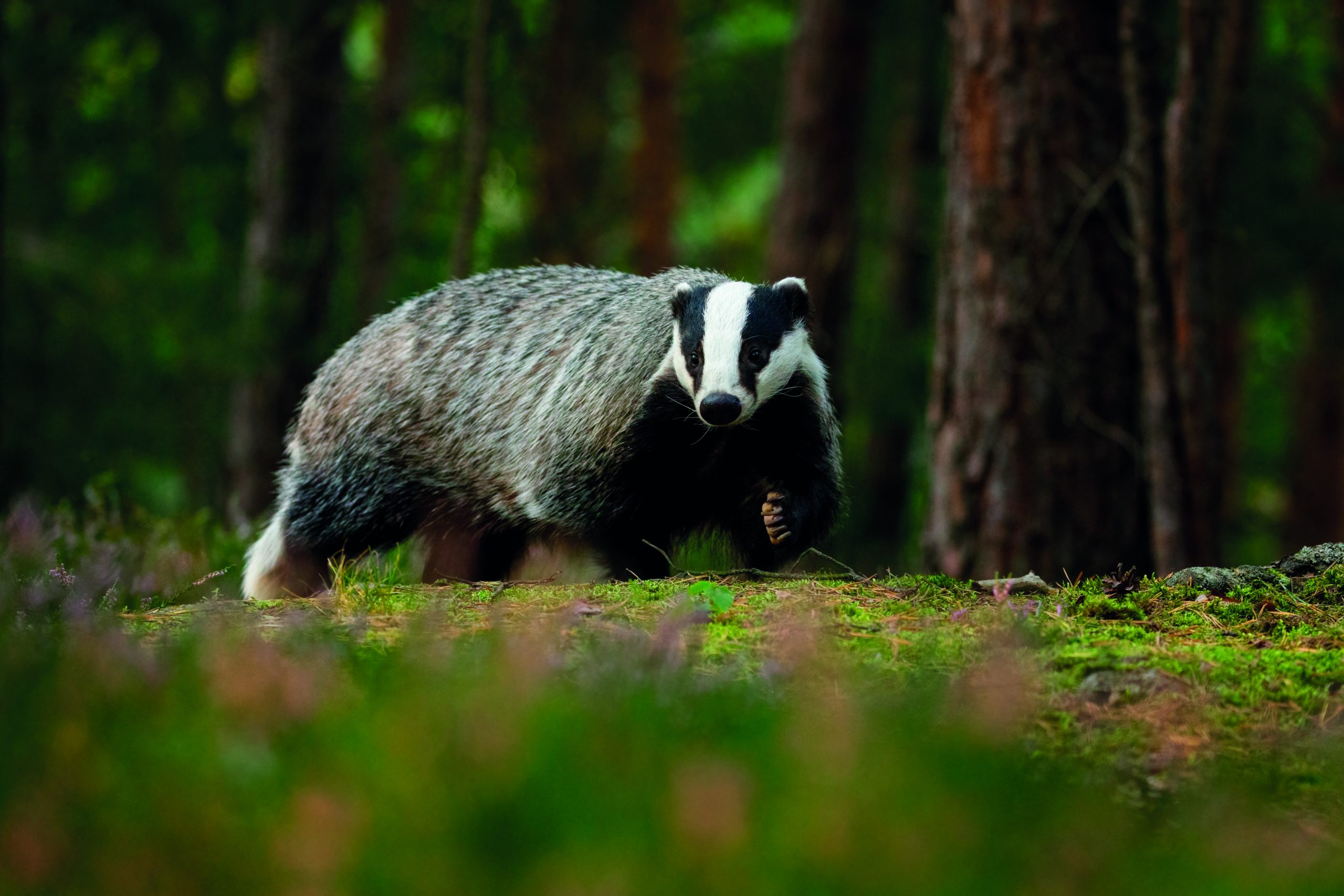 GWCT calls for lethal badger control