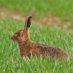 Hares and snares targeted in controversial animal welfare plan