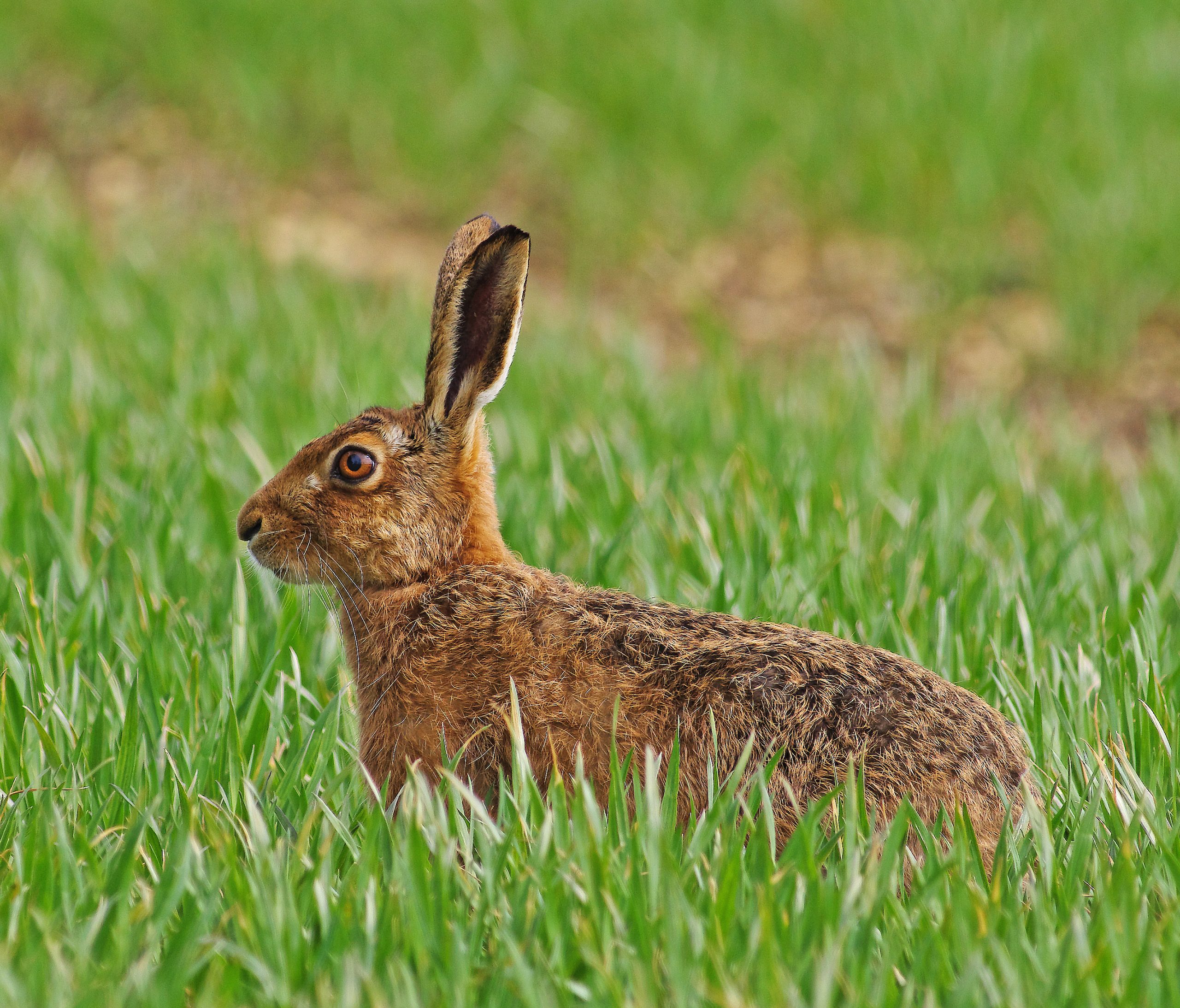 Hares and snares targeted in controversial animal welfare plan