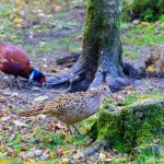 Natural England expands gamebird release ban across SPAs