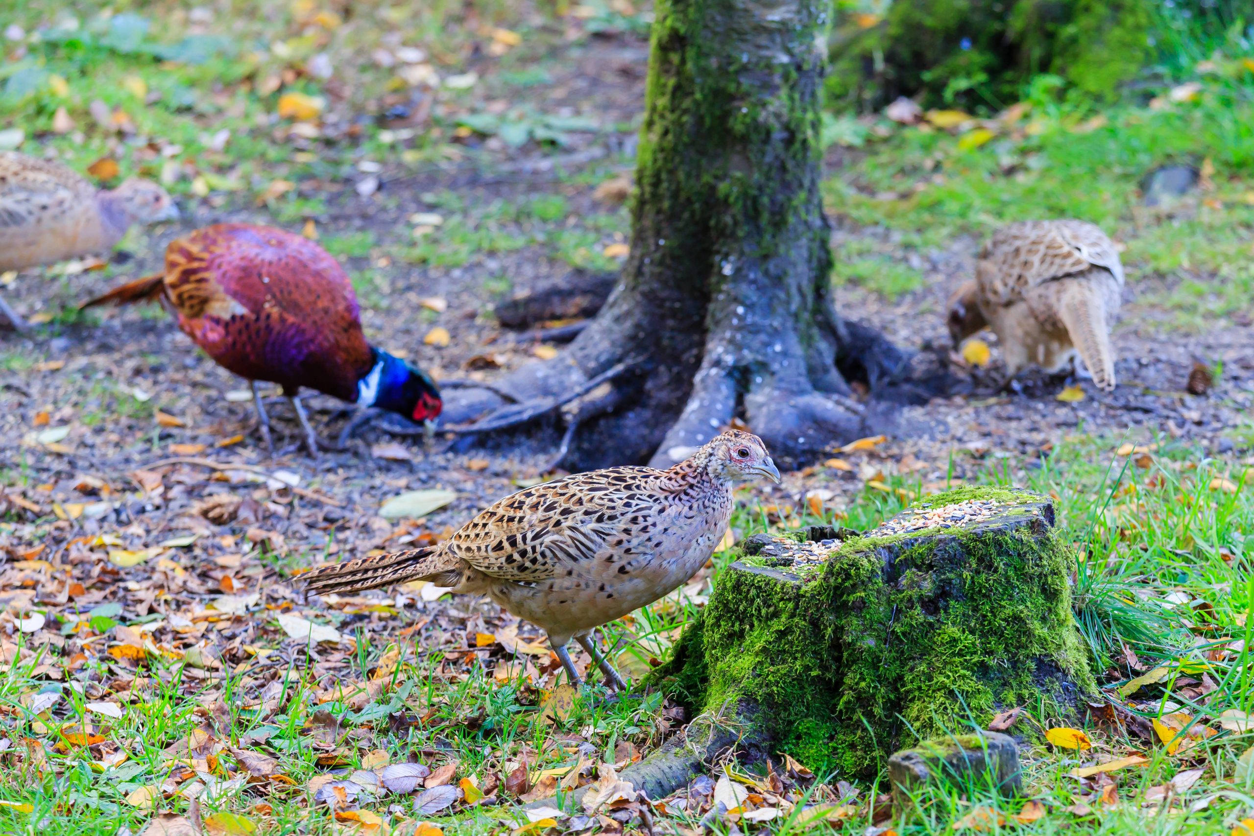 Natural England expands gamebird release ban across SPAs