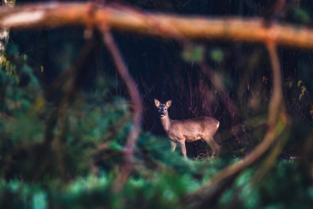 Night shooting simplified for England’s deer managers