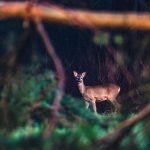 Night shooting simplified for England’s deer managers