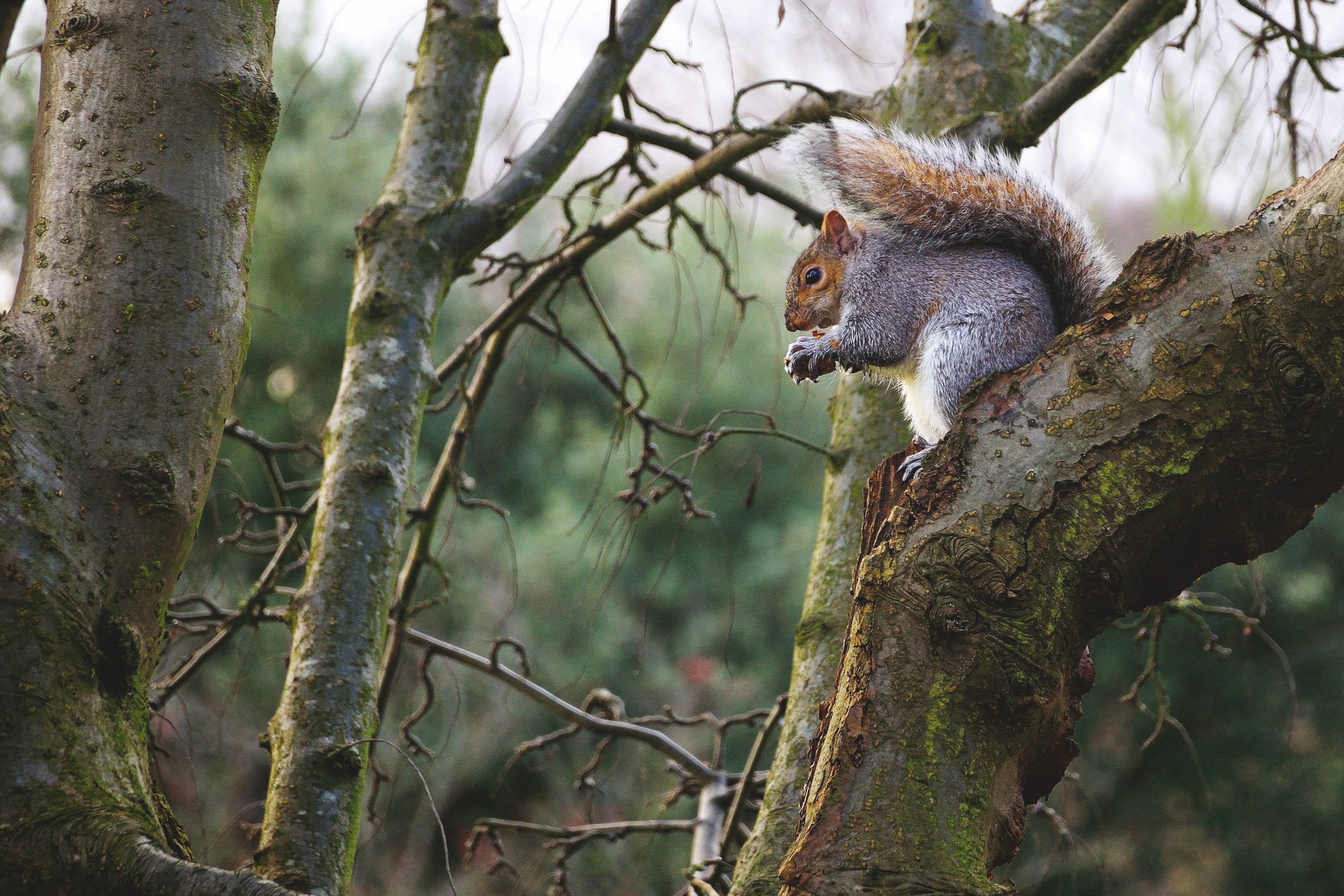 Time to get after the greys