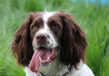 16 pictures of glorious gundogs