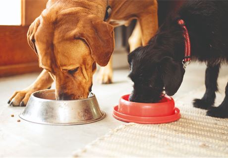 Gundog food what to feed your working dog