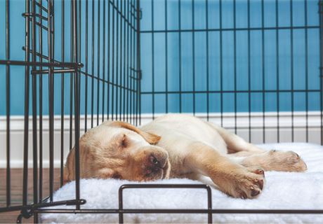 Crate Training a Puppy - Gun Dog