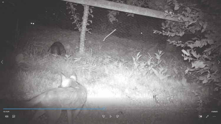 Fox caught on trail camera